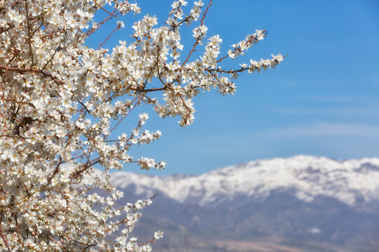 Blooming almonds on a background of snow-capped mountains
