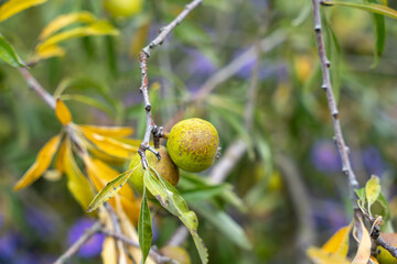 Obraz premium Two greenish-yellow fruits hang on a branch surrounded by fading leaves. Signs of autumn appear with yellowing foliage.