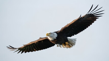 Obraz premium Majestic Bald Eagle in Flight on White Background. made with generative Ai 
