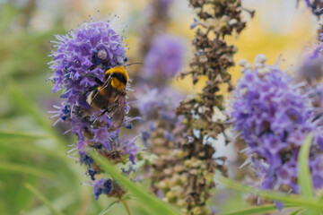 Fuzzy Bumblebee collecting nectar from lavender-purple Vitex agnus-castus flowers