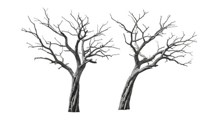 Fototapeta premium Two bare winter trees with textured bark and intricate branches, isolated on a white or transparent background, cutout, PNG