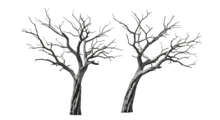 Two bare winter trees with textured bark and intricate branches, isolated on a white or transparent background, cutout, PNG