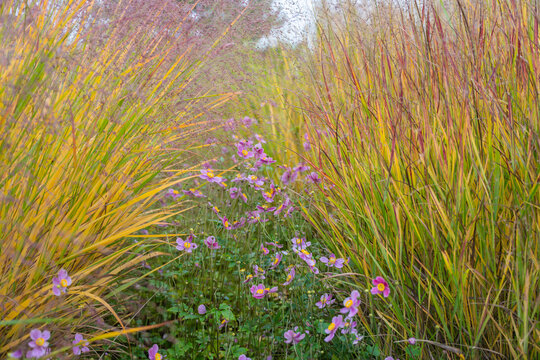 Tall Panicum virgatum grasses frame pink blossoms of Anemone hupehensis in a colorful autumn display. Warm tones and soft light create a peaceful mood.