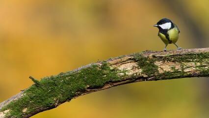 Great Tit (Parus major) perched on an old moss-covered branch — common bird species in the Czech Republic. Nature of Czech republic.