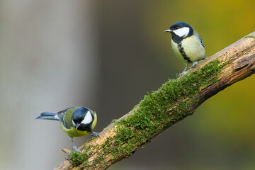 Great Tits (Parus major) perched on an old moss-covered branch — common bird species in the Czech Republic. © czjonyyy