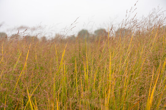 Misty morning view of Panicum virgatum with red shrubs in the distance. The tall grass adds warmth and texture to the autumn scene.