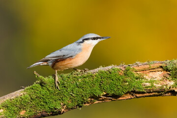 Eurasian Nuthatch (Sitta europaea) perched on a moss-covered dry branch — common bird species in the Czech Republic