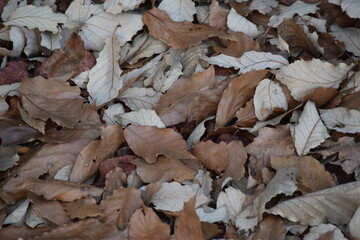 hojas de otoño