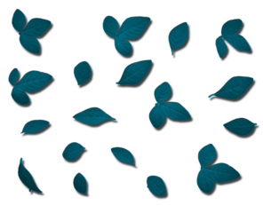 Dark Teal Leaves Isolated on Transparent Background for Modern Design