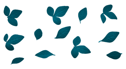 Scattered Dark Teal Leaves and Foliage - Isolated on Transparent Background