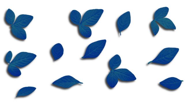 Vibrant Blue Leaves Scattered with Shadow - Transparent Background