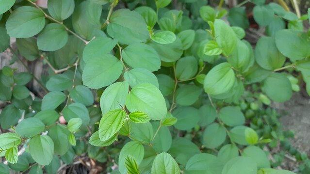 Bidara or Ziziphus mauritiana plants in the garden. Also known as widara, Indian jujube, Indian plum, Chinese date, Chinese apple, ber and dunks. Nature concept.