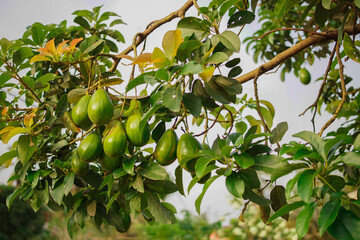 Lush avocado fruits hanging densely from a tree branch in a backyard home garden