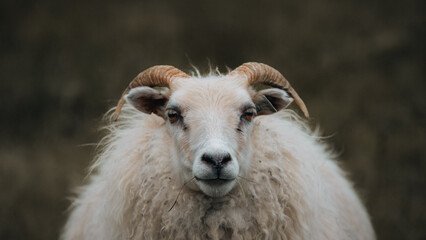 Ramses the Icelandic Sheep - Photographed on the southern coast of Iceland - Fall, 20025