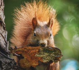 Eichhörnchen frisst Baumrinde