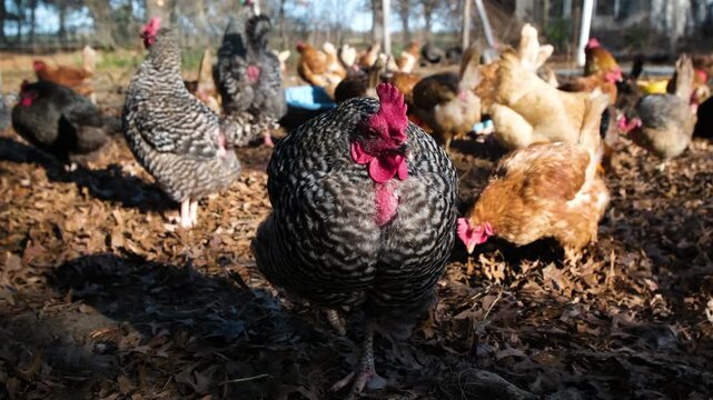 Slow motion close up shot of hen standing one legged while variety of other chickens freely roaming in the background inside enclosure