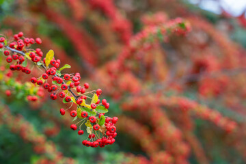 A delicate branch of Pyracantha coccinea with red berries extends against a soft background. The vivid color stands out in gentle autumn light.