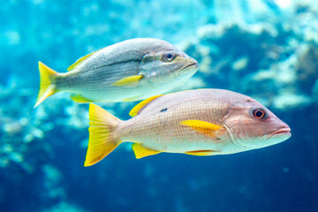 Naklejka premium Two beautiful fish, blue and pink, in the blue water of an oceanarium. Close-up.