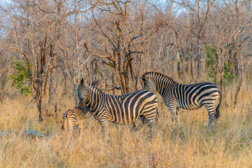 A view of a group of zebras  in Kruger national park, South Africa in Springtime