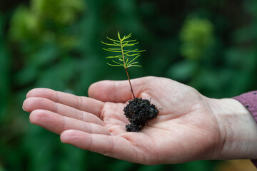From Small Seed to Giant Tree, Sequoia Seedling in Human Hand Symbolizing Hope, Potential and Growth