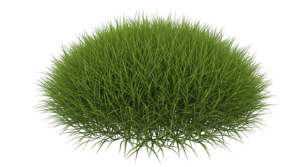 Lush green grass clump with fine blades and dew drops nature plant, isolated on a white or transparent background, cutout, PNG