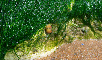 Vivid green algae clinging to coastal rocks with a little sea snail