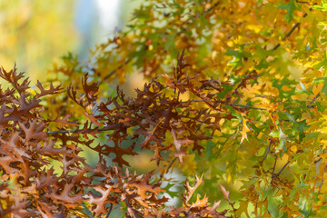 Brown and golden leaves of a red oak Quercus rubra overlap in warm autumn light. The composition shows the transition between seasons.