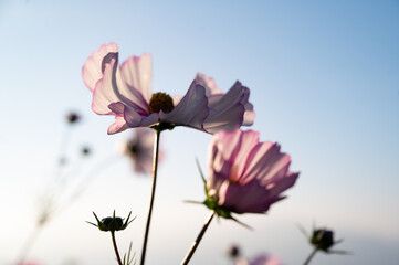 Un delicato gruppo di fiori di cosmos rosa si apre alla luce calda del sole, creando un’atmosfera...