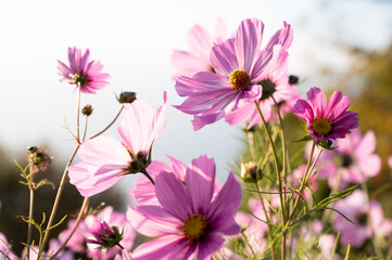 Un delicato gruppo di fiori di cosmos rosa si apre alla luce calda del sole, creando un’atmosfera serena e luminosa. I petali sottili e traslucidi danzano al vento.