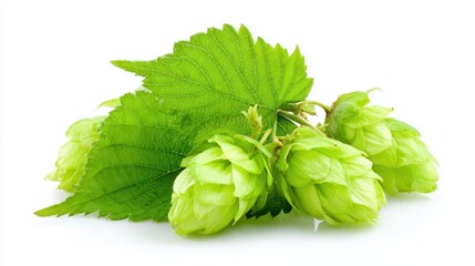 A bunch of green leaves with a few white flowers on top. The leaves are fresh and vibrant, and the flowers are delicate and small. The arrangement of the leaves and flowers creates a sense of balance
