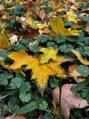 yellow maple leaves