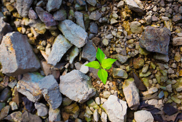 Young green plant growing on a pile of rocks, close-up.