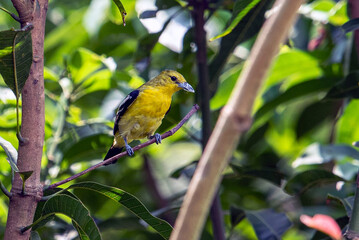 Bright Common Iora Perched On Tree Branch In Lush Green Foliage