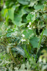 The image shows a close-up of a white, trumpet-shaped flower, likely a type of morning glory from the Ipomoea or Merremia genera, growing on a vine. The vine is intertwined with a chain-link fence, an