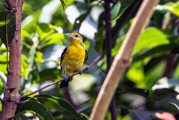 Bright Common Iora Perched On Tree Branch In Lush Green Foliage