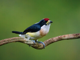 White-mantled Barbet (Capito hypoleucus) in the colombian forest