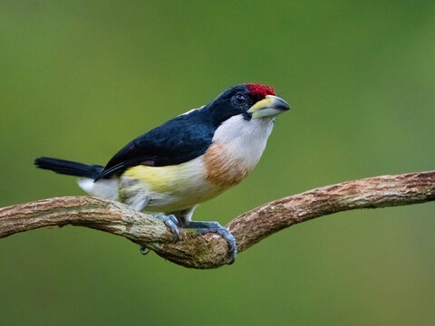White-mantled Barbet (Capito hypoleucus) in the colombian forest