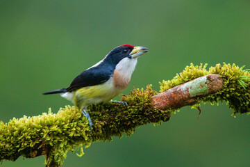 White-mantled Barbet (Capito hypoleucus) in the colombian forest