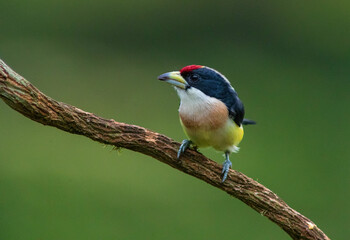 White-mantled Barbet (Capito hypoleucus) in the colombian forest