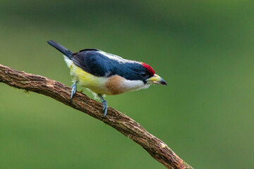 White-mantled Barbet (Capito hypoleucus) in the colombian forest