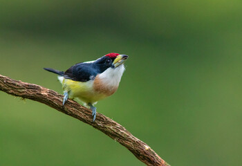 White-mantled Barbet (Capito hypoleucus) in the colombian forest
