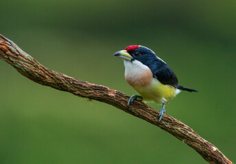 Fototapeta premium White-mantled Barbet (Capito hypoleucus) in the colombian forest