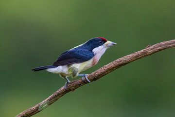 White-mantled Barbet (Capito hypoleucus) in the colombian forest