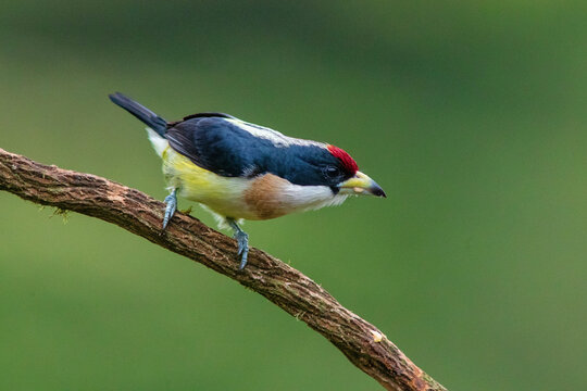 White-mantled Barbet (Capito hypoleucus) in the colombian forest