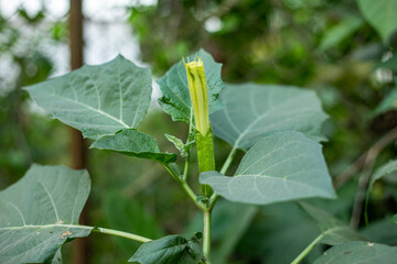 The plant in the image is a species of the genus Datura, commonly known as thornapple or devil's trumpet. The image shows a long, tubular flower bud and large, sinuate or toothed leaves, which are cha