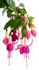 Fuchsia blossoms in vibrant hues