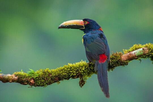  collared aracari or collared ara&ccedil;ari (Pteroglossus torquatus) in the colombian forest
