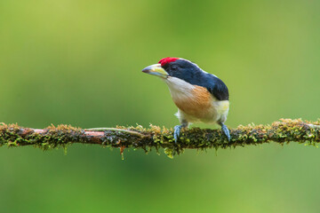 White-mantled Barbet (Capito hypoleucus) in the colombian forest