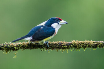 White-mantled Barbet (Capito hypoleucus) in the colombian forest