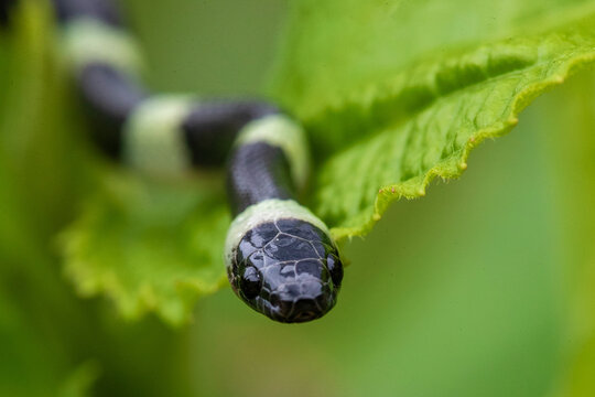 forest flame snake (Oxyrhopus petolarius) in the colombian jungle